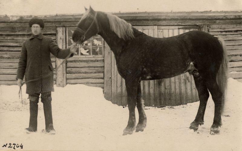 На колхозной конюшне села Поздняково, 1940 год, Нижегородская обл., Навашинский р-н, с. Поздняково