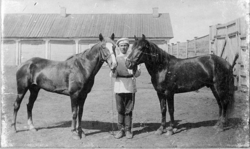 Два мерина из киргизских табунов, 1900 - 1910, Оренбургская губ.