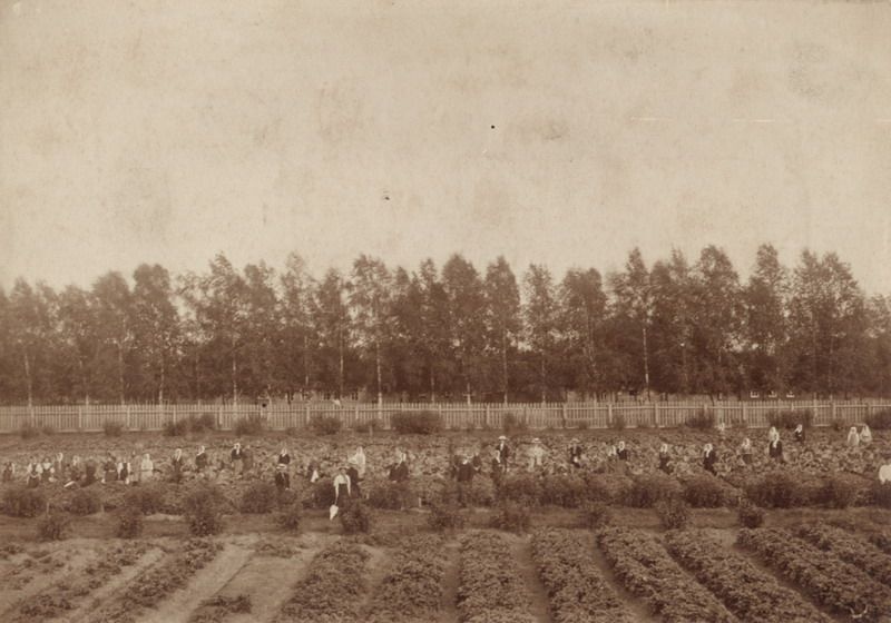 Огород профессионального училища, 1900-е, г. Череповец