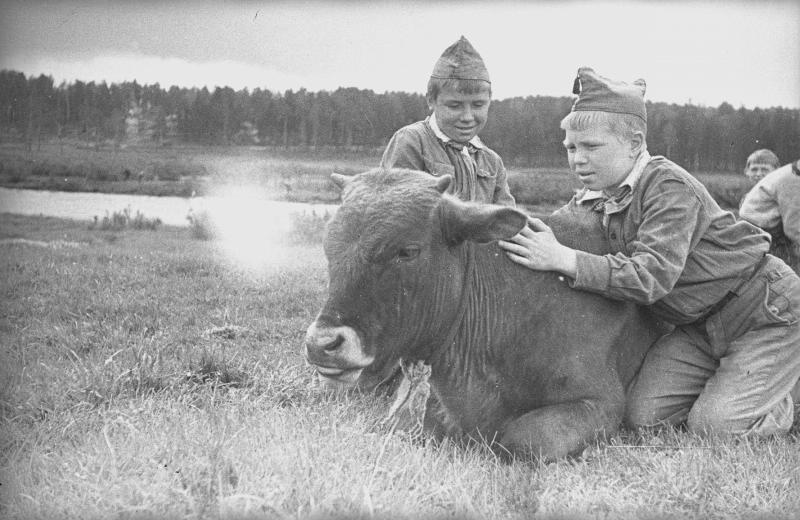 Детский дом. Мальчики-пионеры около теленка, 1942 год, Московская обл., г. Пушкино