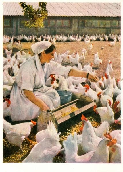 На птицеферме, 1961 год