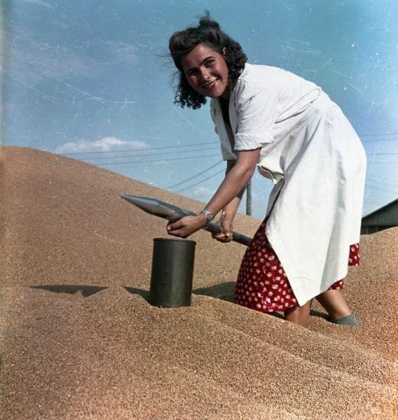 Девушка на зерне. Лаборантка, 1950-е, Ростовская обл.