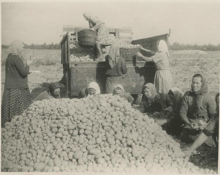 Уборка картофеля, 1950-е, Калининская обл., г. Кимры. Ныне Тверская область.