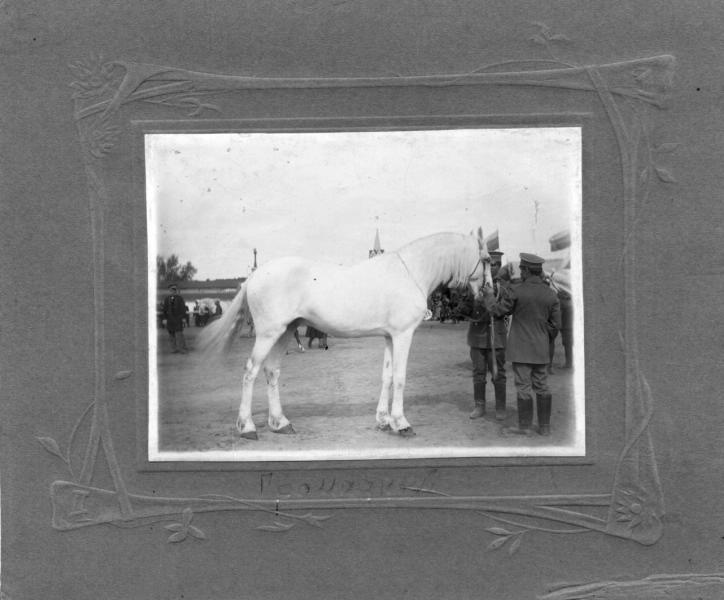 Фото "Жеребец Громадный", 1900-е - История России в фотографиях