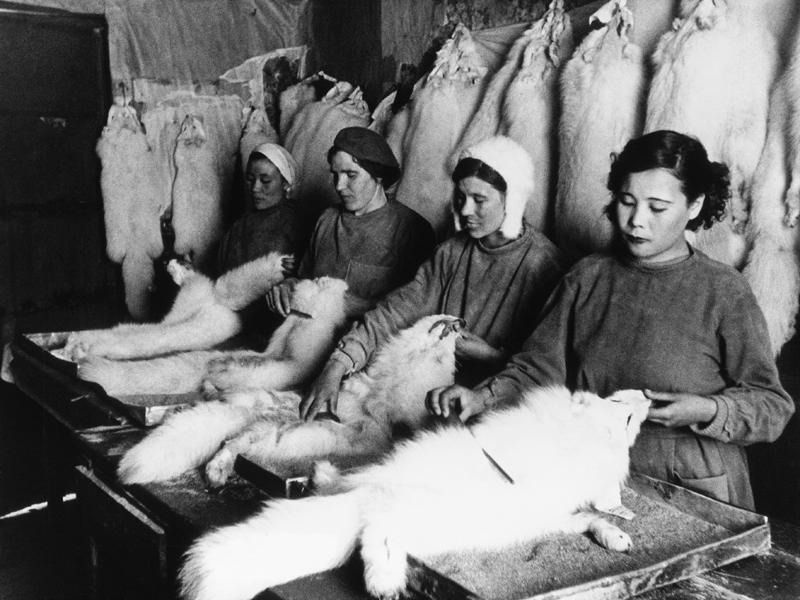 Работницы фабрики «Красный чум» чистят песцовые шкурки, 1 февраля 1942, г. Анадырь