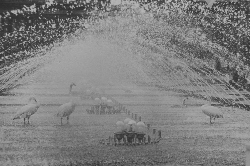 Лебеди в брызгах фонтана, 1960-е, Армянская ССР, г. Ленинакан. Выставка «На фоне фонтана» с этой фотографией.