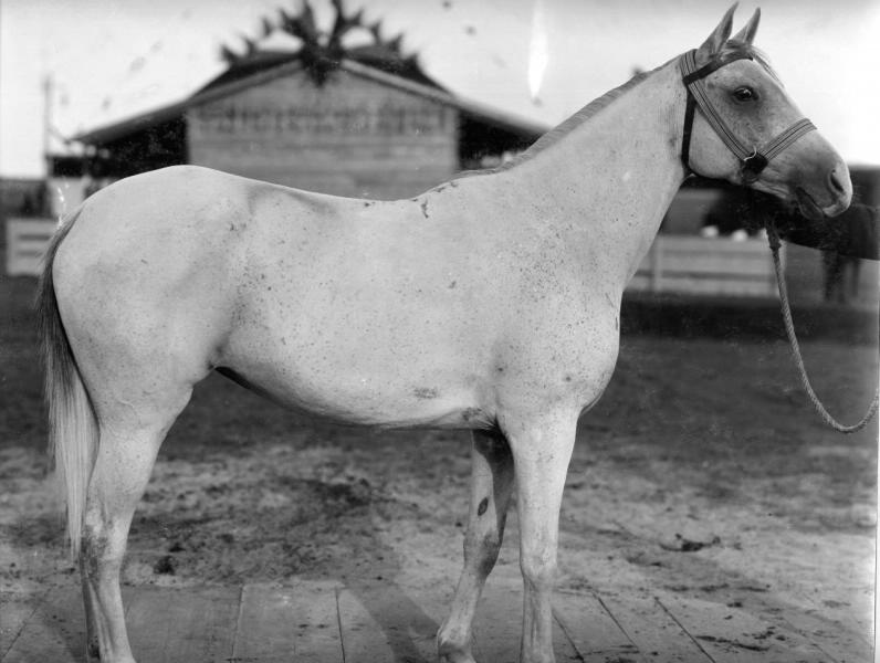 Конь Джилфей, 1900-е