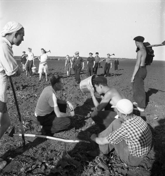 Студенты на кукурузе, 1957 год, Тамбовская обл., колхоз «Коминтерн». 