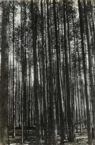 Строевой лес, 1933 год, Карелия. Выставка «Карелия» с этой фотографией.
