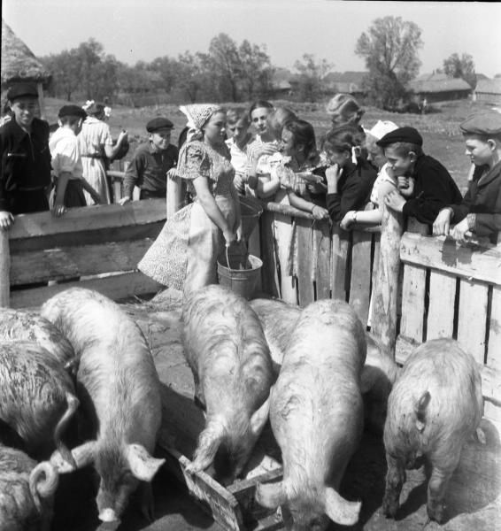 Экскурсия школьников на свиноферму, 1957 год, Тамбовская обл., колхоз «Коминтерн». Выставка «СССР в 1957 году» с этой фотографией.
