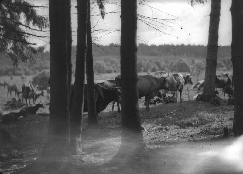Стадо коров на опушке леса, 1920-е