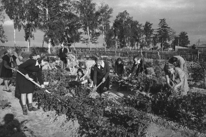 Фото Юннаты на пришкольном участке 1947 год Московская обл