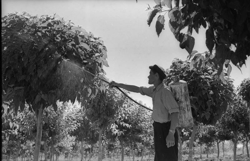 Опрыскивание плодовых деревьев, 1955 - 1965, Узбекская ССР