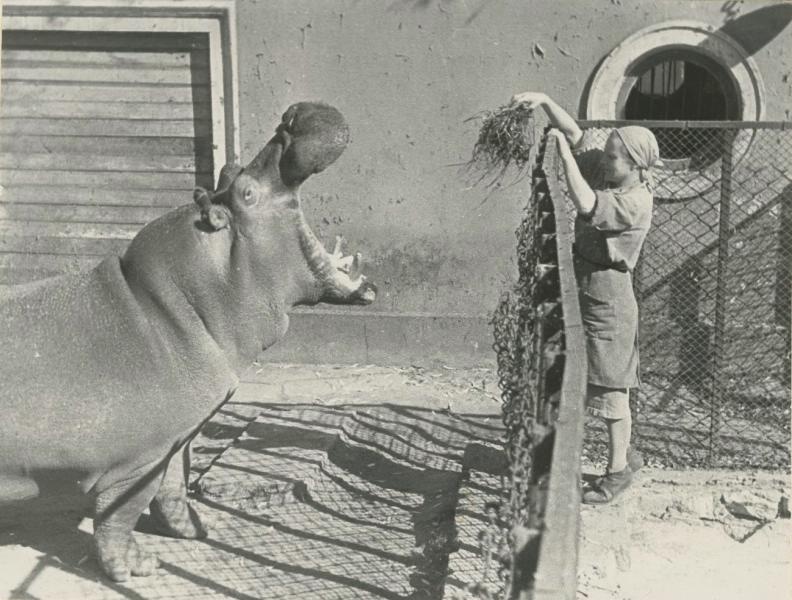 В зоопарке, 1950-е. Выставка «Один из старейших зоосадов Европы. Краткая история Московского зоопарка» с этой фотографией.