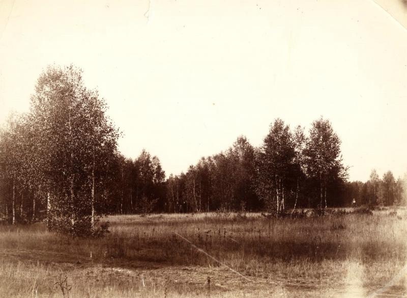 Лес в Шебанцеве, 1891 год, Московская губ., Подольский у., с. Шебанцево