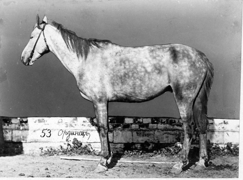Конь Ордынец, 1870-е