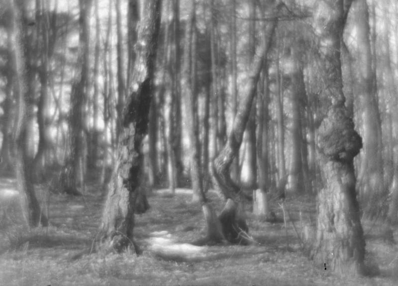 В лесу, 1920-е. Выставка «Лес» с этой фотографией.