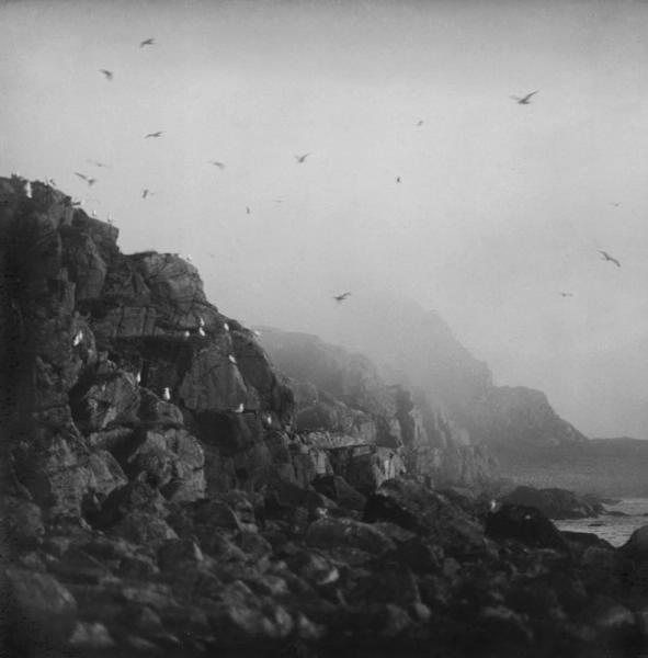 «Птичий базар». Чайки на берегу моря, 1920-е, Крымская АССР