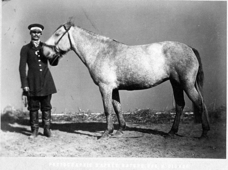 Конь Шахба, 1870-е