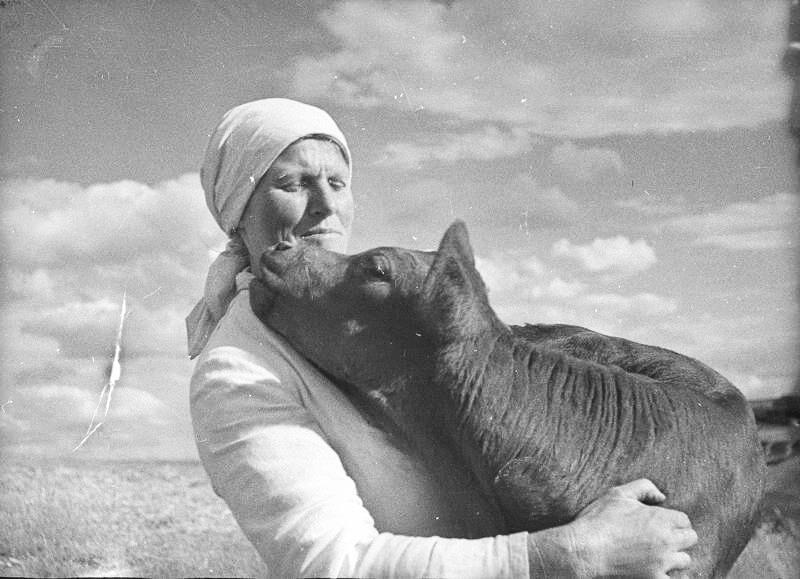 Ласковый (Телятница с теленком), 1938 год, Куйбышевская обл.. Ныне Самарская область.