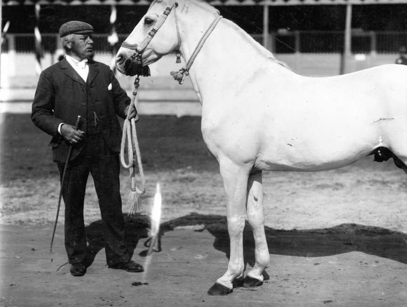 Конь Эль-Кадер, 1880-е