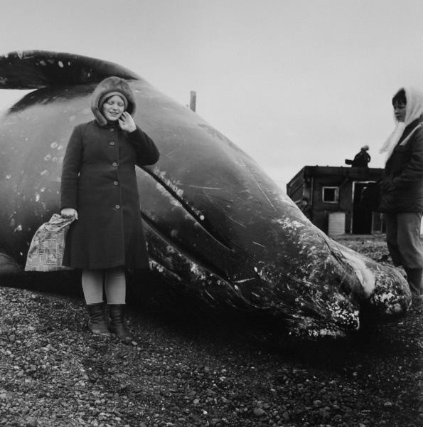 Серые киты для звероферм, 1980 год, Чукотский АО. Выставка «Дикие животные России» с этой фотографией.