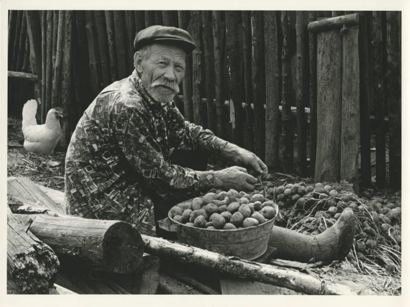 «Дедушка с картошкой», 1967 год. Видео «Царицы полей» с этой фотографией.