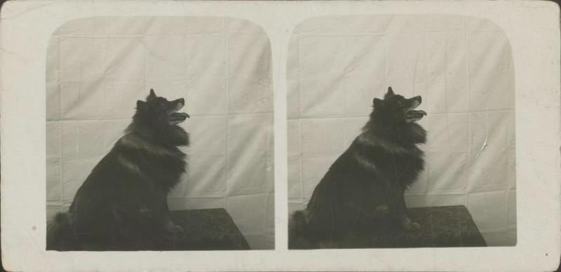Собака, 1903 год. 