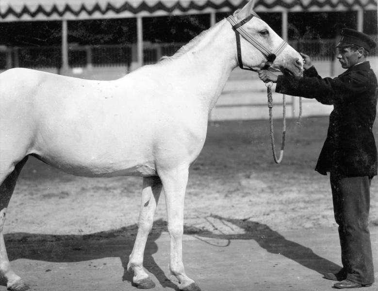 Конь Саадей, 1900-е