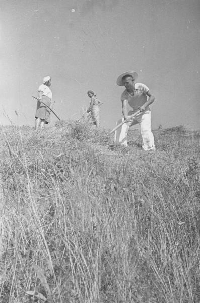 Комсомольцы на уборке сена, 1936 год, г. Сочи