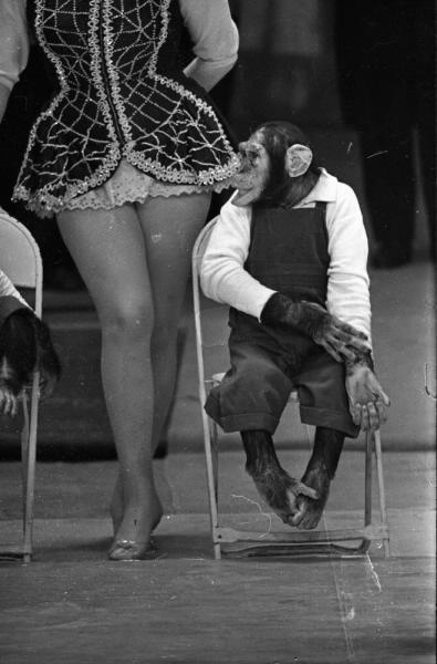 Цирк. Чиплини. Дрессированные шимпанзе, 1959 - 1962. Выставка «Цирк!» с этой фотографией.