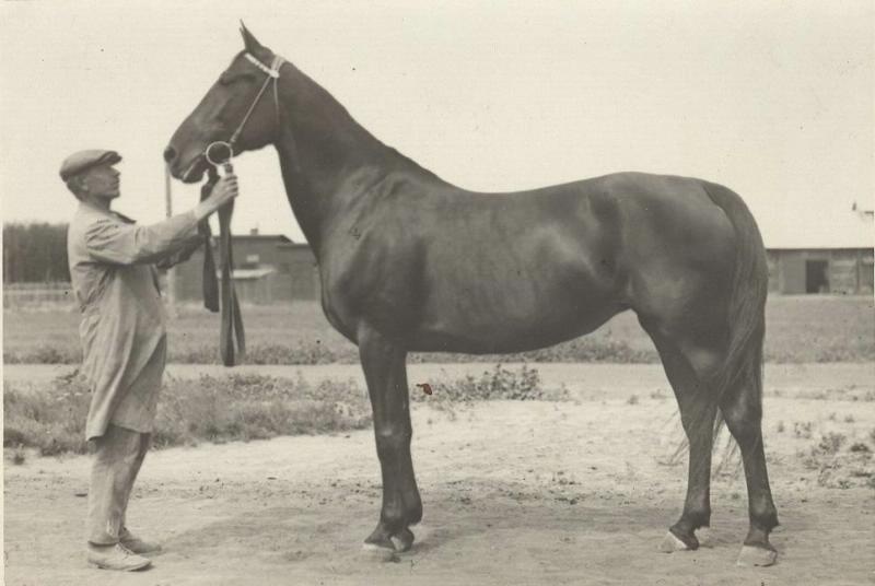 Фото "Мужчина, держащий под уздцы лошадь", 1930-е - История России в ...