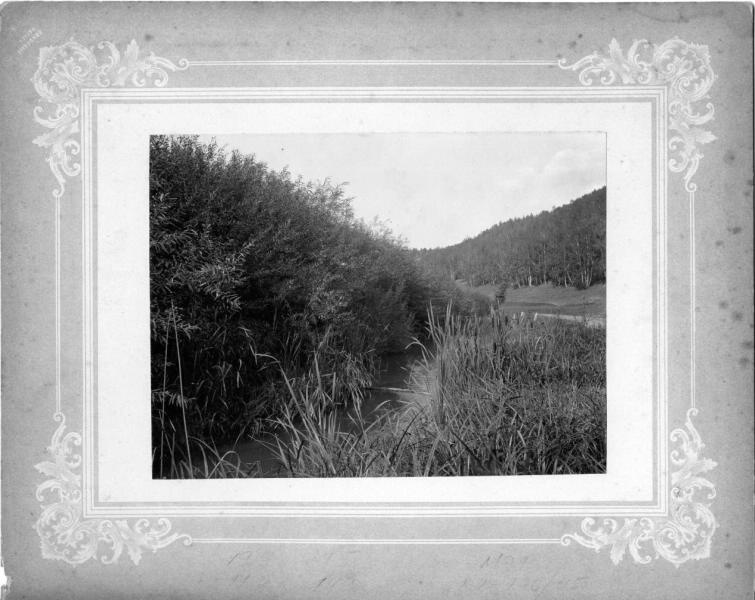 Без названия, 1910-е. Речушка с растительностью, поодаль лиственный лес