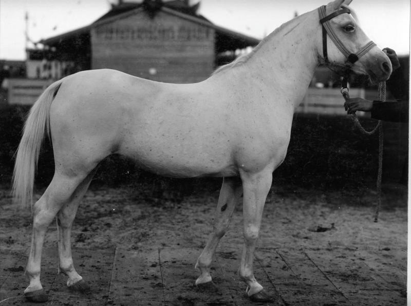 Конь Собха, 1900-е