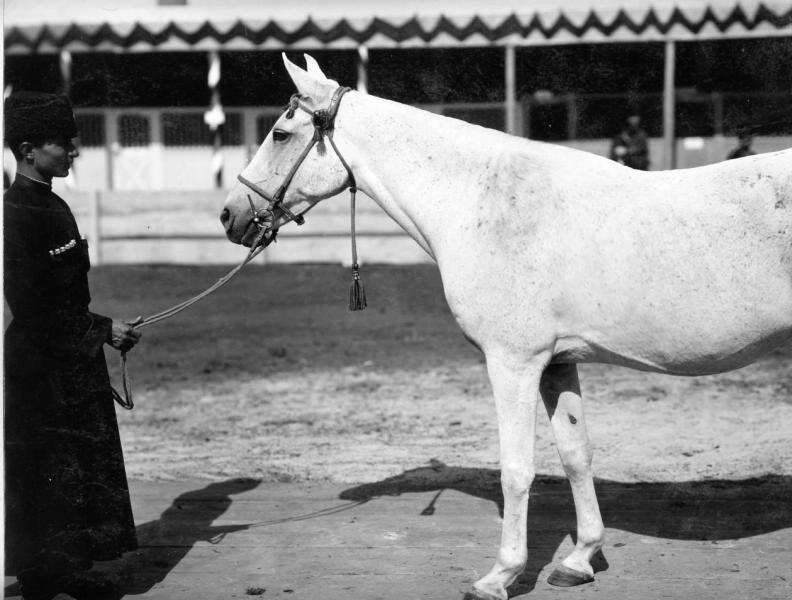 Лошадь Латифа, 1900-е