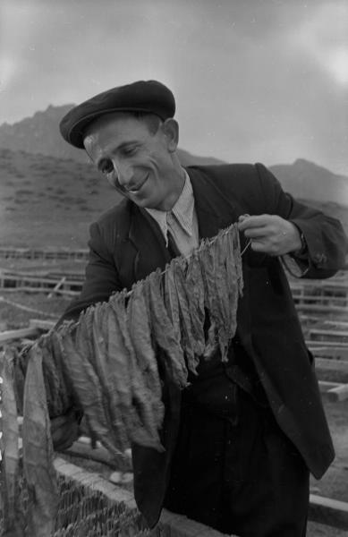 Колхозник рассматривает листья табака, 1955 - 1965, Армянская ССР, Шамшадинский р-н, колхоз «Айгедзор». 