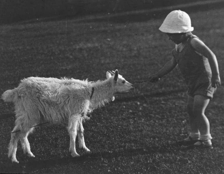 Девочка с козой, 1930-е. Выставка «20 лучших фотографий Леонида Шокина» и видео «Агния Барто» с этой фотографией.&nbsp;