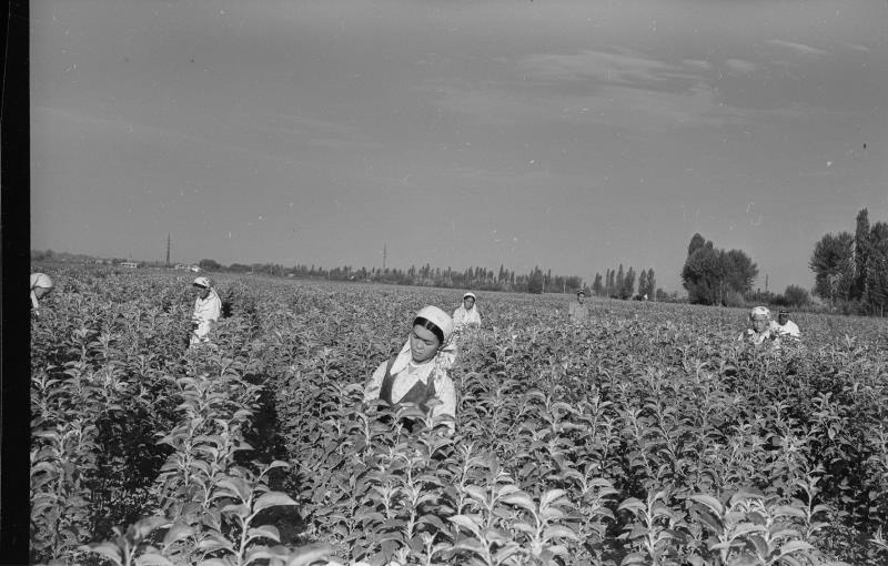 На чайной плантации, 1955 - 1965, Узбекская ССР