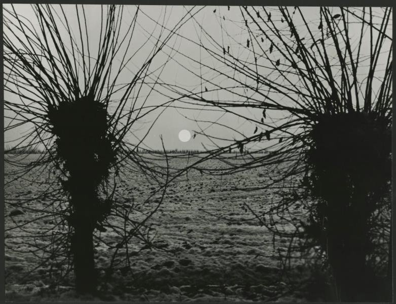 Силуэты деревьев, 1980-е
