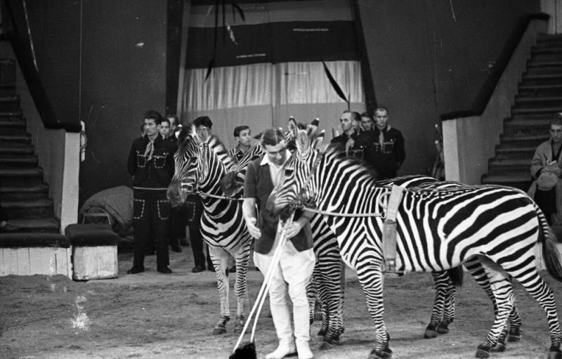 Фото "Цирк. Чешский дрессировщик пони и зебр", 1957 - 1959 - История ...