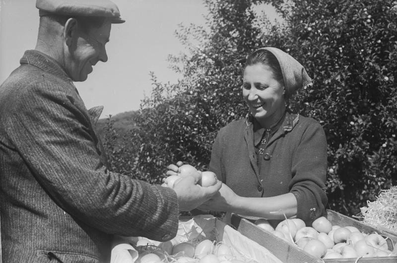 Сбор урожая яблок, 1955 - 1965