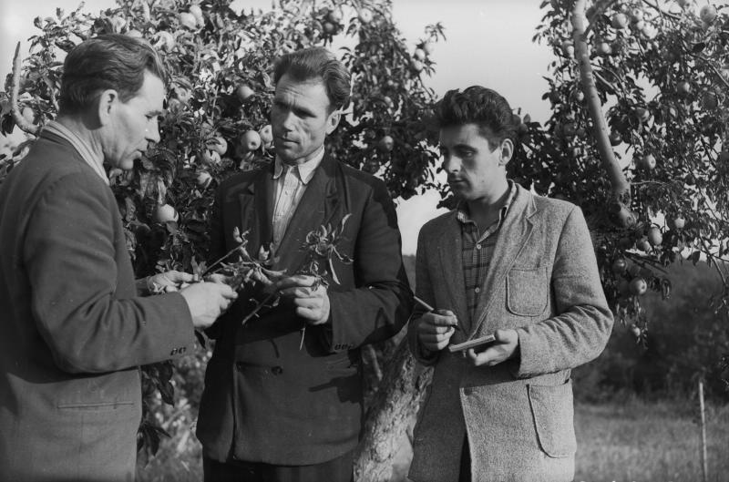 Агрономы в яблоневом саду, 1955 - 1965. Трое мужчин в яблоневом саду: двое держат в руках ветки, третий, справа - блокнот и ручку.