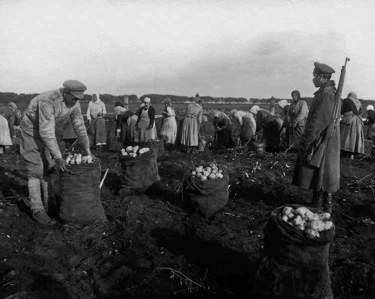 Крестьяне собирают картофель под наблюдением вооруженной охраны, 1918 год. Выставка «Что такое продразверстка?», видео «Кронштадт-1921» с этой фотографией.