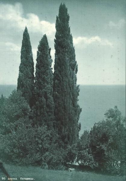 Кипарисы, 1903 - 1910, Таврическая губ., дер. Алупка