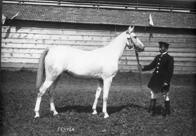 Кобыла Гекуба, 1900 - 1910