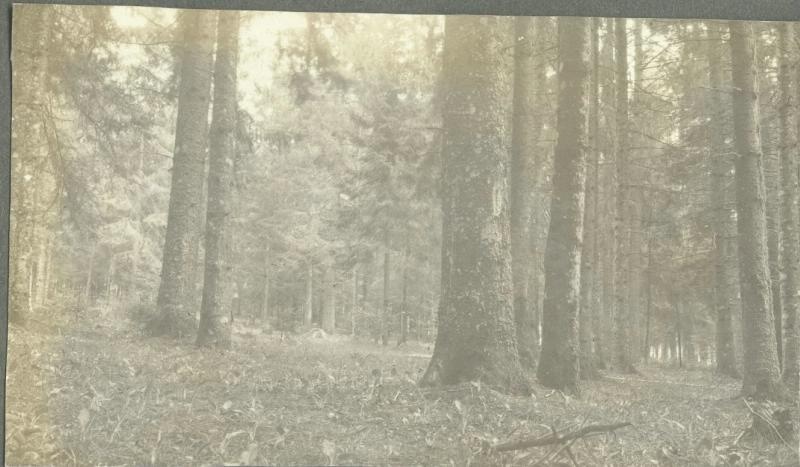Хвойный лес, 1914 - 1915. Из серии «Хроники жизни полевого госпиталя».