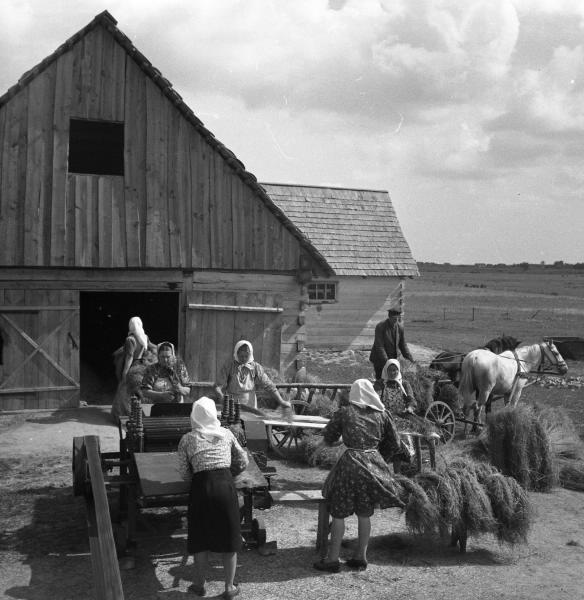 Фото "Сельскохозяйственные работы", 1955 - 1956 - История России в ...