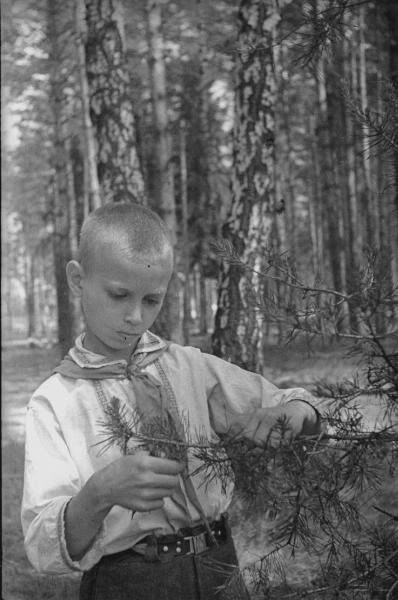 Витя Семенов собирает сосновую хвою, 1943 год, Московская обл., пос. Малаховка