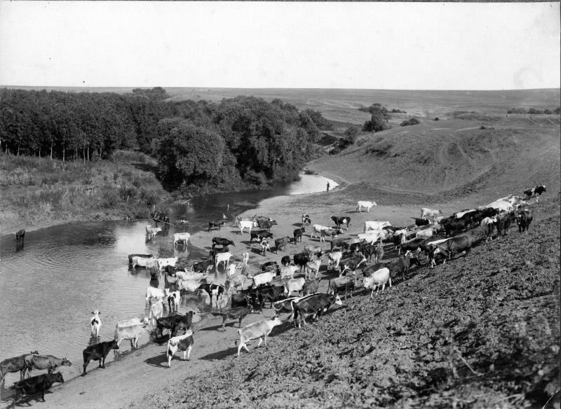 Стадо на реке, 1910-е. Авторство снимка приписывается П. В. Клепикову.