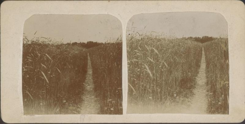 Тропинка в пшеничном поле, 1890 - 1909